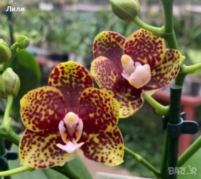 Орхидея фаленопсис Bambula, снимка 1