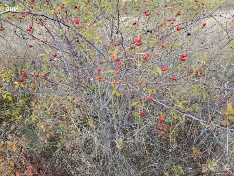 Изкупувам диворастяща Шипка плод , снимка 1