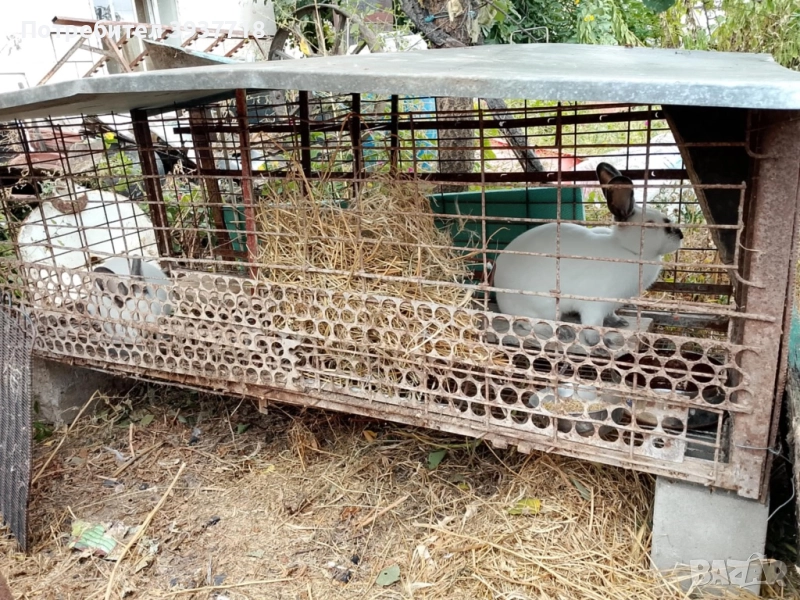 Зайци, снимка 1