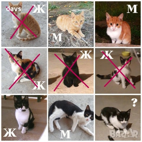 Дом за Черна принцеса, може и приемен, снимка 9 - Други - 53331492