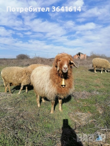 Продава се овен