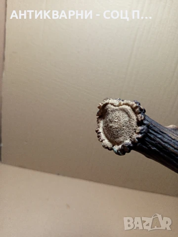 Стар Голям Единичен Еленски Рог Рога., снимка 13 - Антикварни и старинни предмети - 51321602