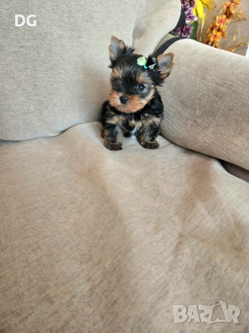 мини йоркширски териер, снимка 5 - Йоркширски териер - 53635508