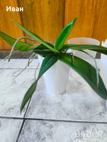 Орхидея+4 броя кашпи, снимка 2 - Стайни растения - 51351877