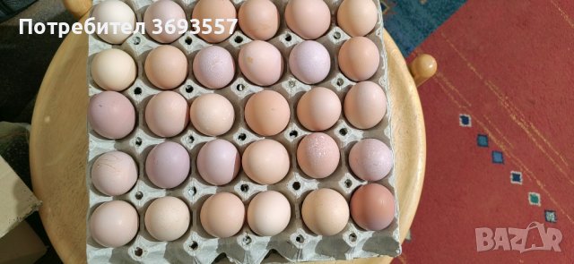 Оплодени яйца от черен австралорп , снимка 3 - Кокошки и пуйки - 44375254