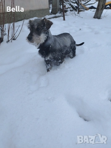 Мини шнауцер , снимка 10 - Други - 53119397