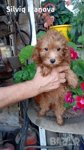 Продавам той пудел , снимка 1