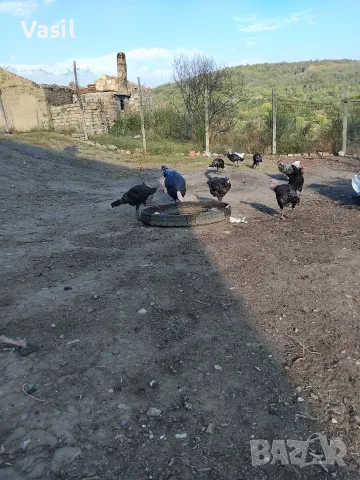 Продавам пуйки и кокошки