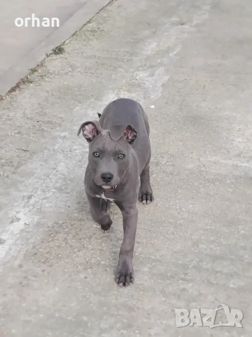 американски стаф, снимка 3 - Питбул - 53716932