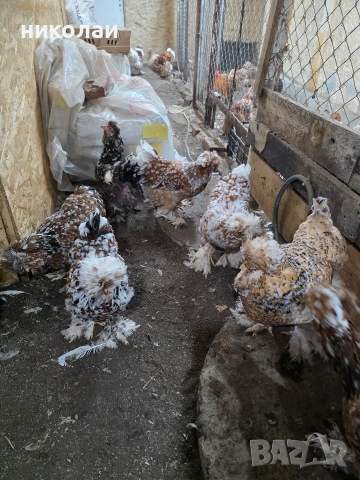 Продавам оплодени яйца от струмски стандарт