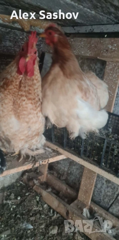 Мини кохин , снимка 2 - други­ - 53124118