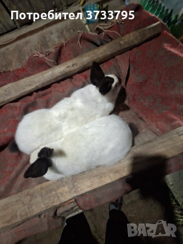 Калифорнийски зайци, снимка 6 - Други - 52656232