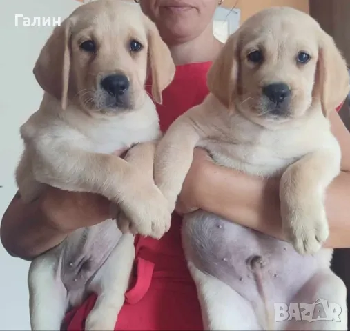 Лабрадор ретривър, Лабрадори