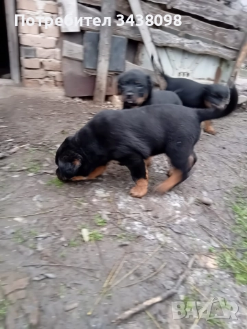 Ротвайлери ,след 2ра ваксина, снимка 7 - Ротвайлер - 52865623