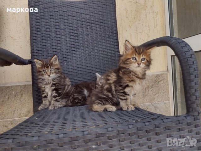 Мей кун мъжки и женски котенца, снимка 5 - Мейн кун - 36944643