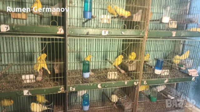 Продавам млади канарчета 2025г., снимка 11 - Канари - 52147318