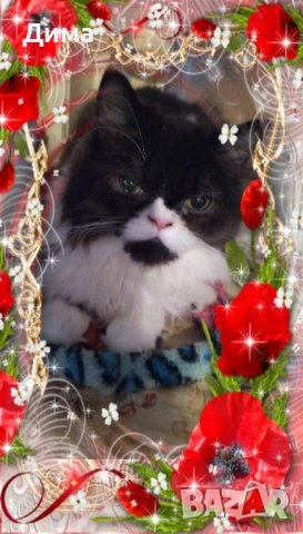 Ваксинирани персийски дългокосместа многоцветни принцове,с ЕС паспорт,микрочип домашни любимци!, снимка 13 - Чинчили - 42172746