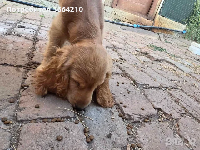 Малко куче Кокер Шпаньол мъжко, снимка 1 - Други - 55594842