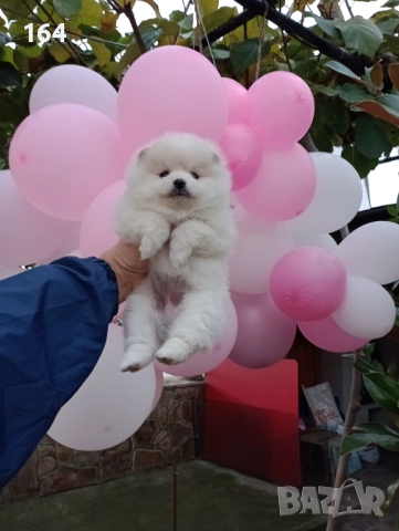 Бяло момиче. Померан., снимка 5 - Померан - 52655876