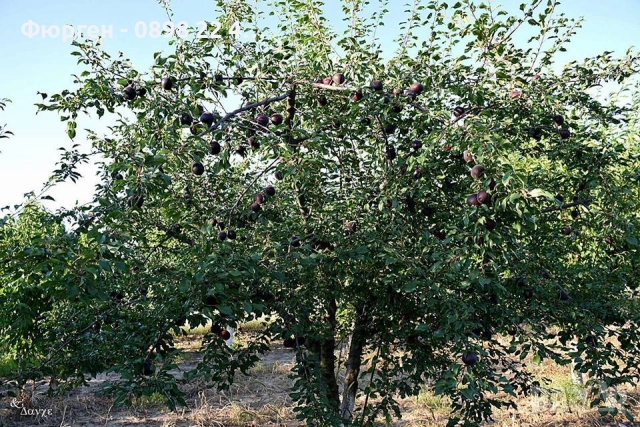 Пламкот (Сливо-кайсиев хибрид), снимка 4 - Разсади - 52172991