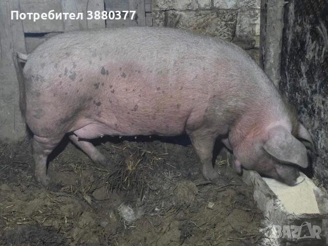 Женско прасе с менгуши, снимка 3 - Прасета - 53771068