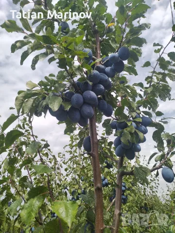 Сини сливи Стенлей 