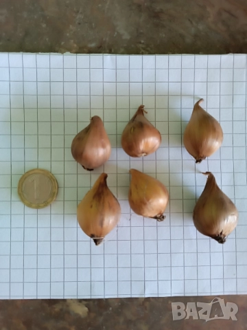 Ирис White van Vliet , снимка 10 - Градински цветя и растения - 51754895