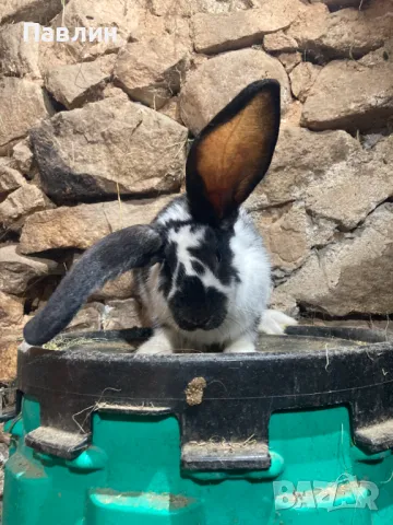 Зайци, снимка 8 - Други - 48715045
