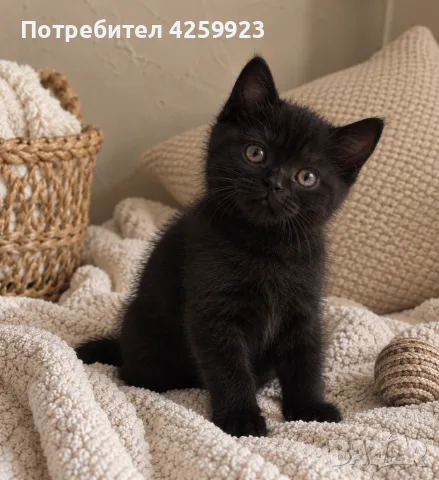     Чистокръвни британски котенца с шампионски произход 🖤, снимка 3 - Британска късокосместа - 56135812