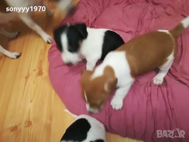 ДЖАК РЪСЕЛ БЕБЕТА 2025-ТА 3001251931, снимка 18 - Джак ръсел териер - 48897880