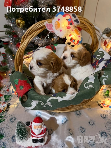 Малки кученца порода Кавалер Кинг Чарлз Шпаньол , снимка 3 - Кавалер кинг чарлз шпаньол - 53019640