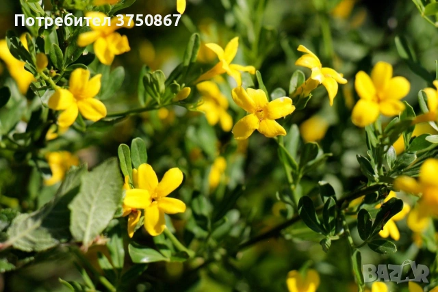 🌿💛🌱 Храстовиден жасмин (Jasminum fruticans)