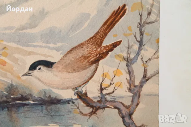 Акварел /автор-Никола Пилчев/ ''Старопланинска черешарка'', снимка 4 - Картини - 49131538