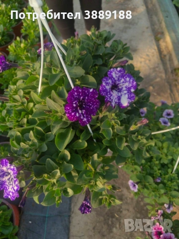 Каскадна петуния в кошница, снимка 12 - Градински цветя и растения - 53854941