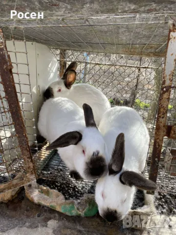 Зайци- Калифорнийци , снимка 9 - Други - 24130819