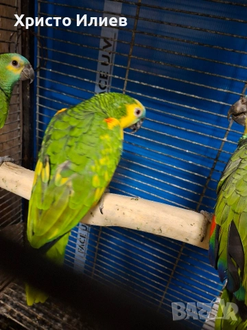 Продавам мъжка синьочела амазона 2019, снимка 3 - Папагали - 53648495