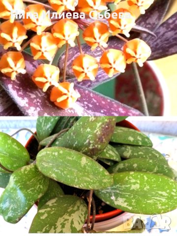 Восъчно цвете, хоя, различни видове и размери , снимка 16 - Градински цветя и растения - 38144193