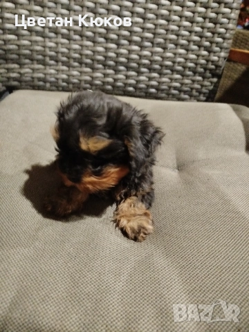 мини йоркширски териер , снимка 2 - Йоркширски териер - 51527634