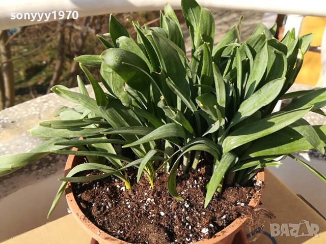 КОКИЧЕТА ЗА МОМИЧЕТА 2002241148, снимка 2 - Градински цветя и растения - 44383329