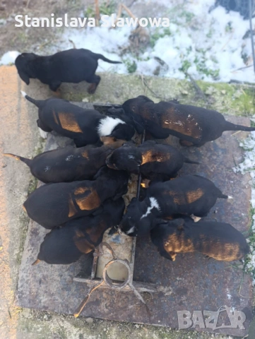 Продават се малки кученца порода ,,БЪЛГАРСКО ГОНЧЕ,,, снимка 3 - Гонче - 53155479