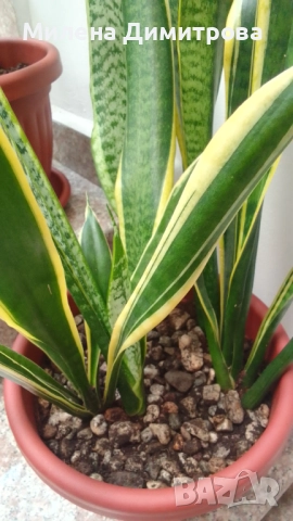 Сансевиера 2 вида / Sansevieria Hahnii/Sansevieria trifasciata  , снимка 16 - Стайни растения - 50819879