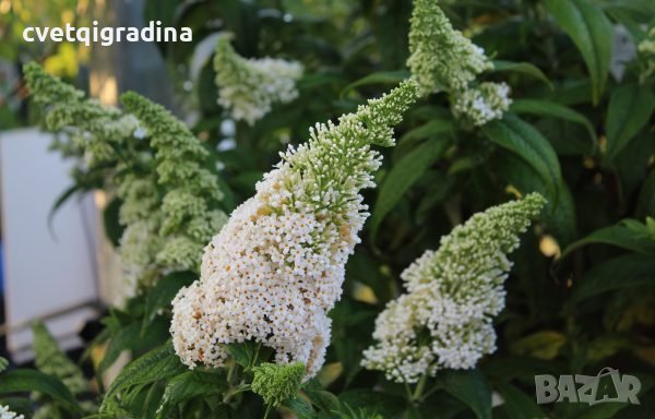 Buddleja dav. White Ball (Будлея Бял балон), снимка 2 - Градински цветя и растения - 41597605