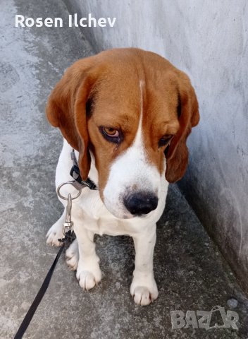 Хотел за кучета,зайци,гризачи ,птици и котки, снимка 8 - Ветеринари и услуги - 32793072