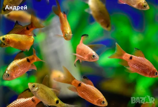 Огнен барбус