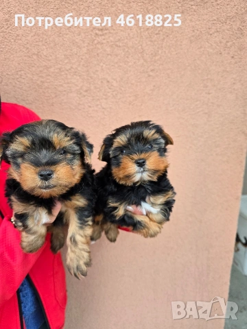 Йоркширски териери , снимка 3 - Йоркширски териер - 53303647