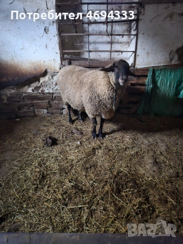 Продавам коч черноглав, снимка 2 - Овце - 52919478