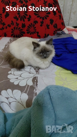 Продавам Регдол котенца ( Regdoll ), снимка 4 - Други - 52867440