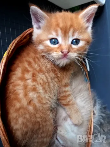 Сибирче, сибирско коте, червено момче, сибирски котенца, сибирска котка, хипоалергенно