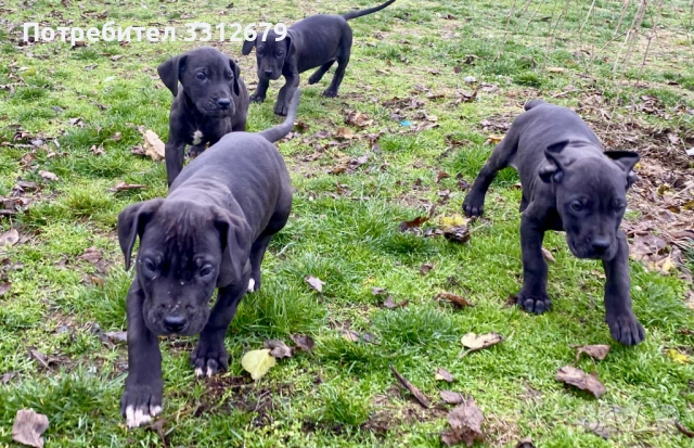 Немски дог - бебета, снимка 12 - Немски дог - 52621505
