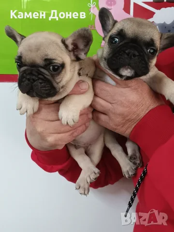Френски булдог french bulldog , снимка 9 - Френски булдог - 56271586